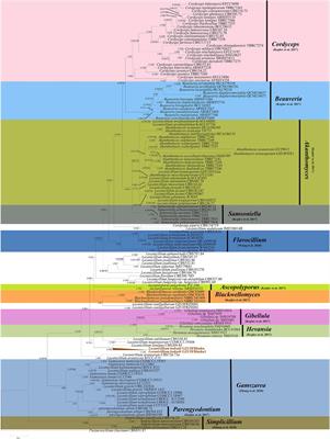 Estimated Divergence Times of Lecanicillium in the Family Cordycipitaceae Provide Insights Into the Attribution of Lecanicillium